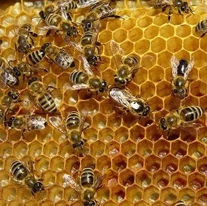 Suplementos a base de propóleo